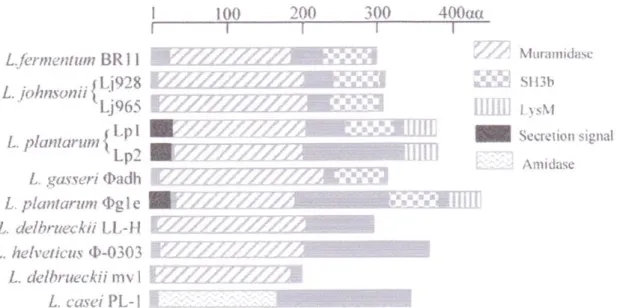 Fig. 7 Localisation des domaines  conservés codant pour les  endolysines des différents lactobacilles