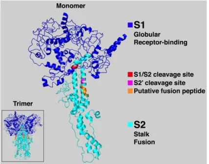 Figure 3. SARS-CoV spike protein three-dimensional predicted structure. This representation,  shows the trimeric (inset) and monomeric forms of the protein and is based on the   three-dimensional predicted model found in the PDB database (PDB entry 1T7G, [