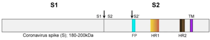 Figure 2. Severe acute respiratory syndrome (SARS)-CoV spike protein schematic. The  spike protein ectodomain consists of the S1 and S2 domains