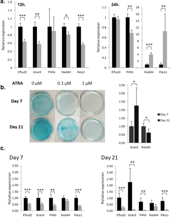 Figure 8. (a) In vitro RT-qPCR analysis of target genes following ATRA treatment of ATDC5 cells