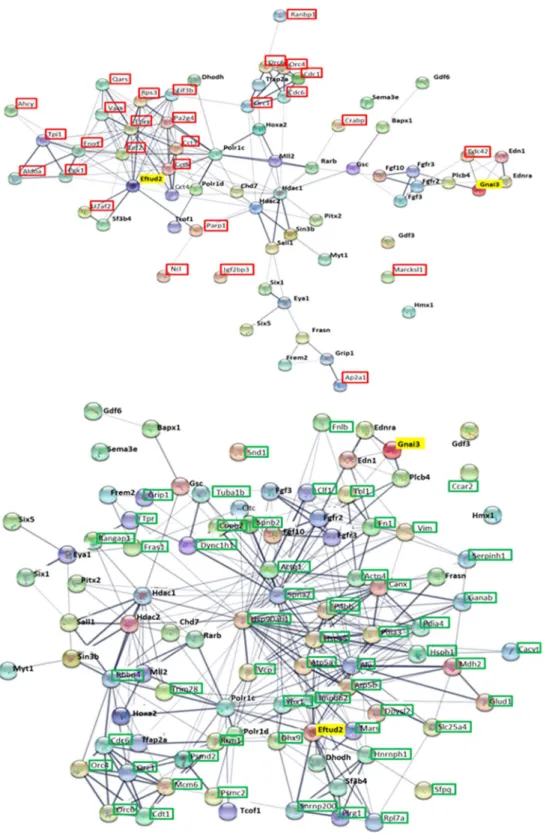 Figure 9.  Interactions between proteins whose selected genes 6  are involved in craniofacial developmental  diseases and proteins found dysregulated following ATRA treatment (both 1 and 2 days)