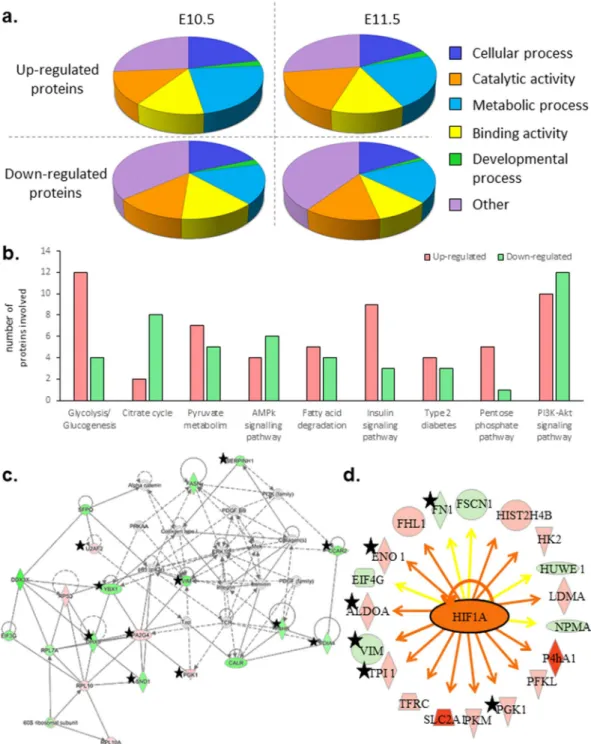 Figure 4. (a) Diagrams showing the significant biological processes in which dysregulated proteins were  involved, according to Panther classification system