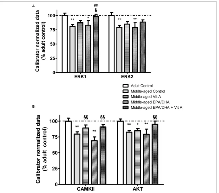 FIGURE 5 | Effect of age and diet (EPA/DHA, Vit A, or EPA/DHA + Vit A) on the mRNA expression of ERK1, ERK2 (A) and CAMKII and AKT (B)