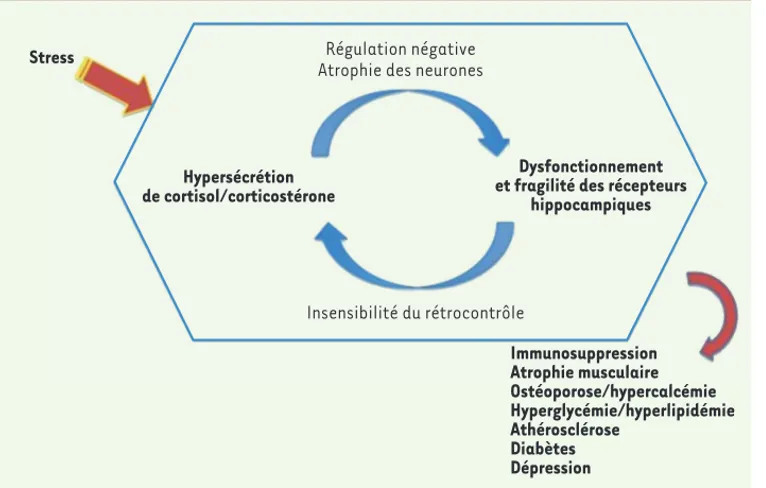 Figure 3. Hypothèse de la cascade glucocorticoïde ou hypothèse neurotoxique (adapté de [11]).