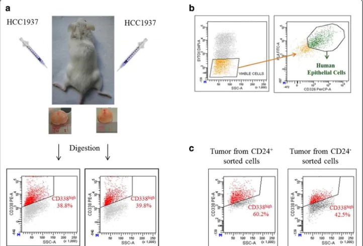 Figure 7 CD338-positive cells display a selective advantage in vivo. (a) HCC1937 cells were injected subcutaneously into the left and right flanks of five NOD/SCID mice