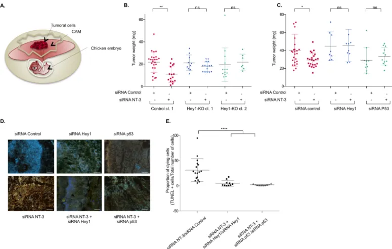 Fig 6. p53 and Hey1 are essential for TrkC-mediated inhibition of tumoral growth in a xenograft model of neuroblastoma