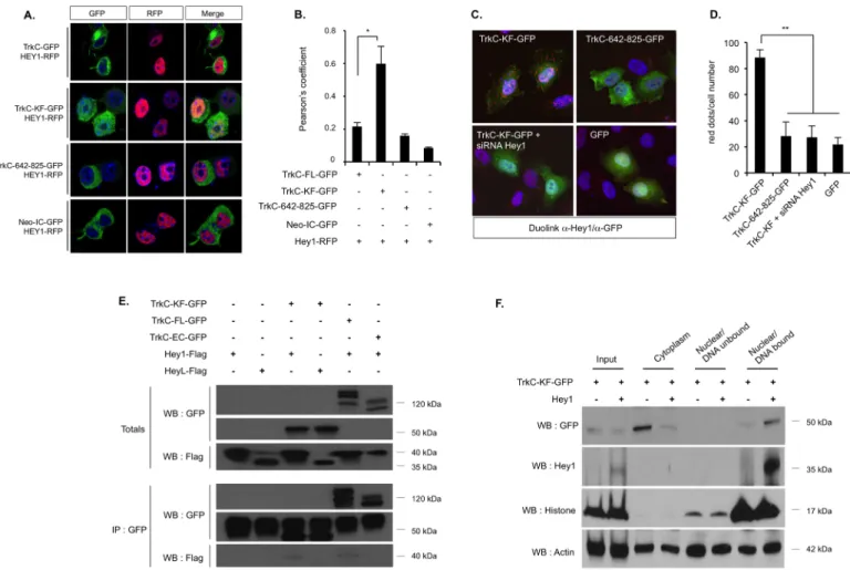 Fig 2. TrkC-KF associates to the transcription factor Hey1 in the nucleus, and both bind to the chromatin