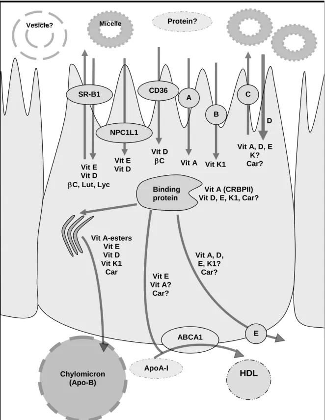 Figure 1: Proteins involved in uptake, transport and secretion pathways of vitamin A, D, E,  and K and of carotenoids across the enterocyte