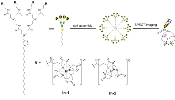 Figure 1. Schematic illustration of the supramolecular dendrimer nanosystems, based on the  self-assembling  amphiphilic  dendrimers  In-1  and  In-2  bearing  radionuclide  In 3+   terminals  complexes  with  the  macrocyclic  DOTA  and  NOTA  cages  in  