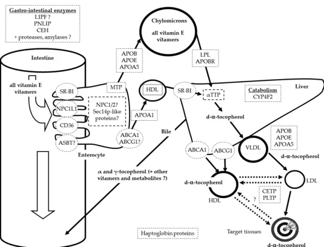 Figure 1. Summary of the proteins involved in the variability of vitamin E (VE) status