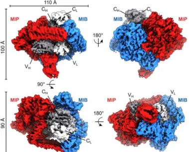Fig. 1. Cryo-EM density map of the tripartite complex between MIB 83 ,  S759A MIP 82 ,  and a goat IgG Fab