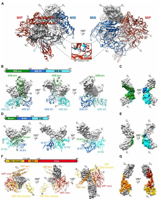 Fig. 2. Structures of MIB 83  and  S759A MIP 82  and their interactions with the Fab. (A) Structure of the complex between MIB 83 ,  S759A MIP 82 , and a goat IgG Fab fragment  (gray surfaces)