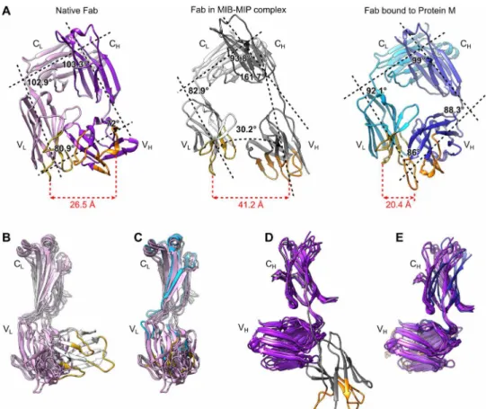 Fig. 3. The structure of the antigen binding site of the Fab bound to MIB 83  and  S759A MIP 82  is disrupted