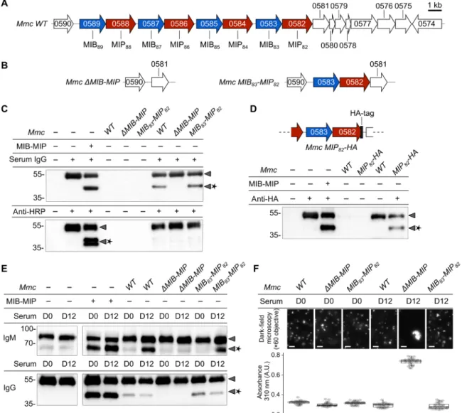 Fig. 5. MIB and MIP are active in vivo and protect the cells from immunoglobulins targeting surface antigens