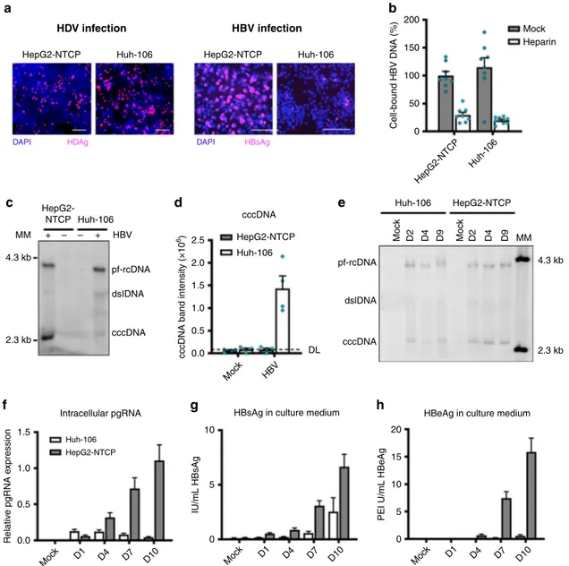 Fig. 1 Huh-106 are less permissive to HBV infection than HepG2-NTCP. a HBV and HDV infection of HepG2-NTCP and Huh-106 cells and detection of HBsAg and HDAg by IF after 10 dpi