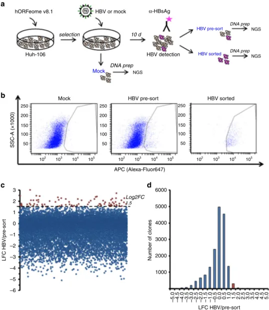 Fig. 2 Gain-of-function (GOF) screen in Huh-106 cells for the identi ﬁ cation of HBV host factors