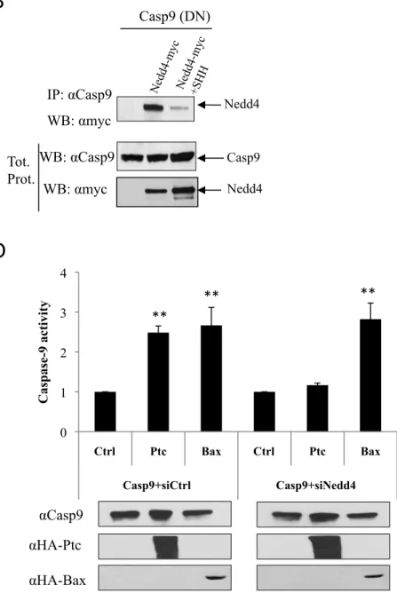 Figure   2   WB: αflag WB: αmyc IP: αflag WB: αmyc Tot. Prot.   Nedd4-myc A   B   D   Nedd4 Nedd4 DRAL IP: αCasp9 WB: αmyc WB: αmyc WB: αCasp9 Tot