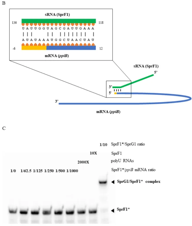 Figure 3. (Over)expression of SprF1 antitoxin decreases the level of gene transcripts expressing proteins identified as 2 
