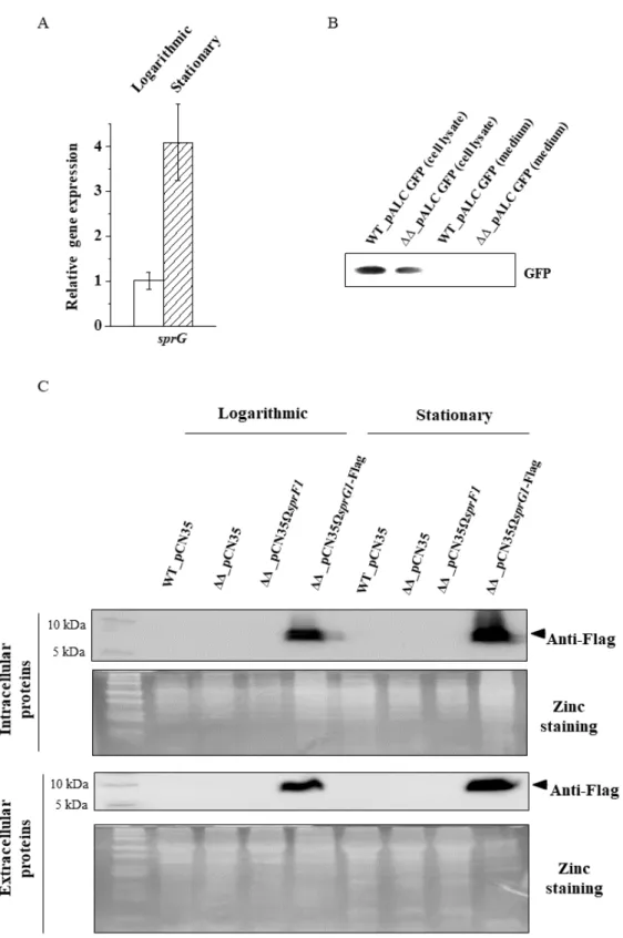 Figure 4. Expression of the SprG1-encoded peptides during the S. aureus stationary growth phase does not induce massive cell leakages