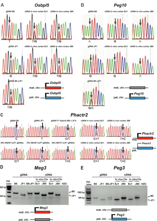 Figure 4. Parent-of-origin-dependent expression of IGs is con ﬁ rmed by Sanger sequencing and RFLPs