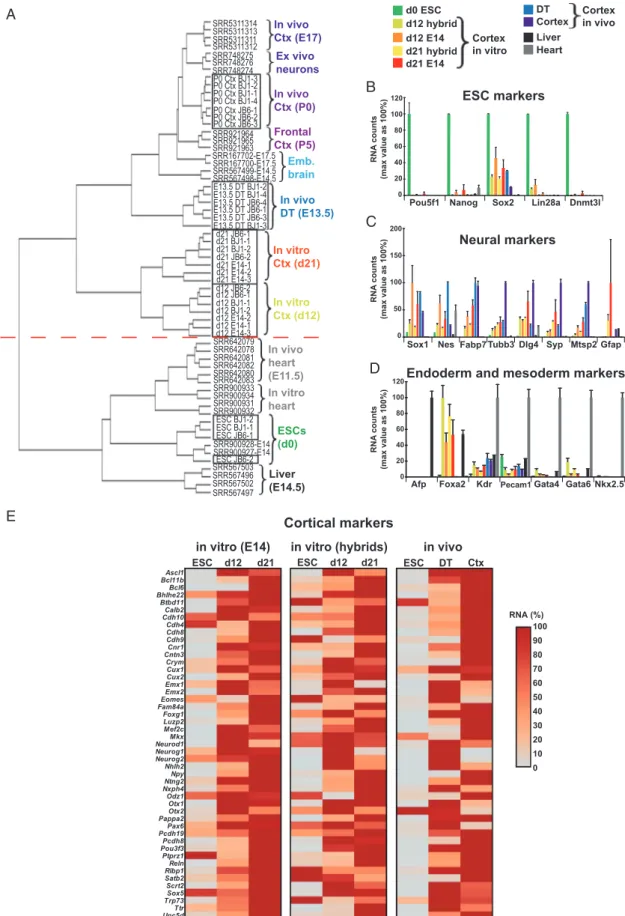 Figure 2. Transcriptional identity of ESC-derived cortex is mainly neural. (A) Clustering of RNA-seq data obtained in this study (frames) and retrieved from the GEO database: embryonic cortex (E17.5), ex vivo cortical neurons in culture, neonatal frontal c
