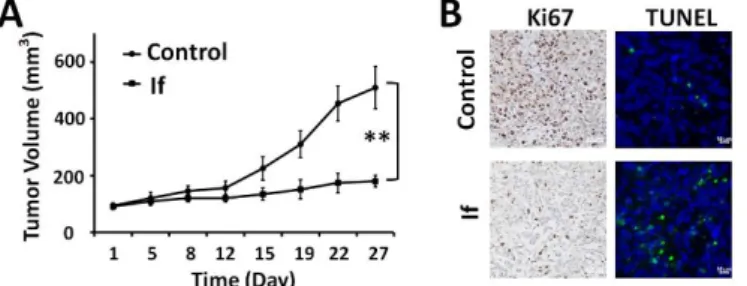 Fig. 5 Effect of If treatment on Panc-1 tumor growth in vivo. (A) If inhibited  tumor growth