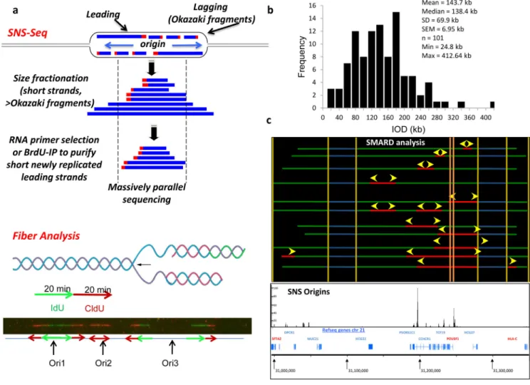 Figure 1: Identification of potential origins in human cells: