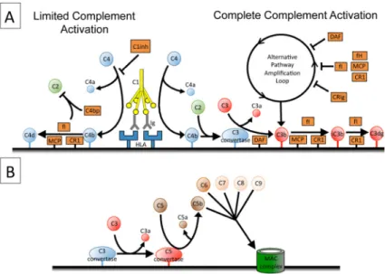 Figure 1. Complement activation in antibody mediated rejection