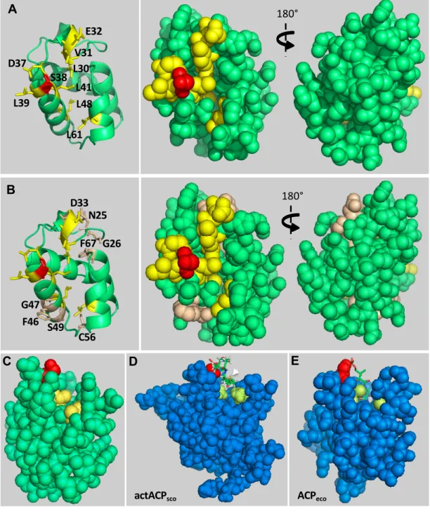 Figure 6 L30 V31 E32D37 S38 L39 L41 L48 L61A 180° B N25 G26D33 F46 G47 S49 C56 F67 180° ACP ecoactACPscoDCE