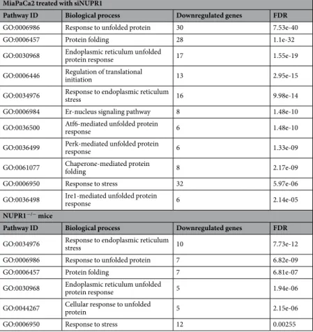 Table 1.  Nupr1-deficiency induces a downregulation of the ER stress-associated pathways in vitro and in vivo.