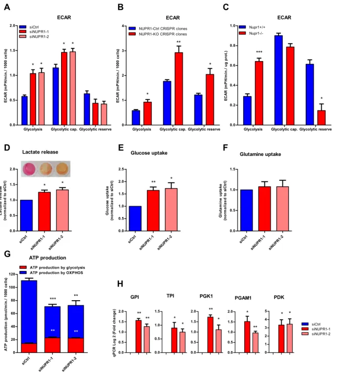 Figure 3.  Nupr1 deficiency promotes anaerobic glycolytic metabolism. Extracellular acidification rate (ECAR)  levels were measured in MiaPaCa2 cells transfected with siCtrl, siNUPR1-1, or siNUPR1-2 for 72 h (A)