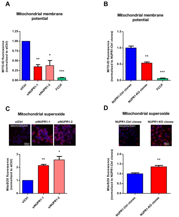 Figure 4.  Nupr1 deficiency leads to a mitochondrial membrane potential disruption inducing ROS 