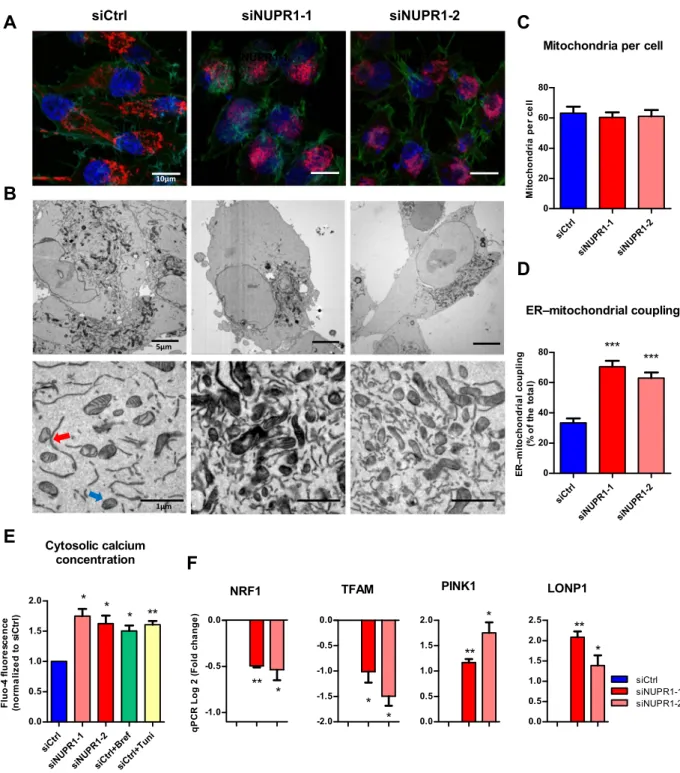 Figure 5.  Malfunction of mitochondria in NUPR1-deficient cells. MiaPaCa2 cells transfected with siCtrl,  siNUPR1-1 or siNUPR1-2 for 72 h were loaded with the mitochondrial selective probe MitoTracker Deep Red  FM and, after fixation, marked with Alexa Flu