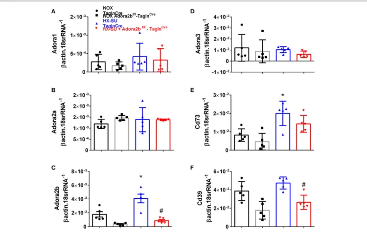 FIGURE 3 | Expression levels of adenosine receptors and genes associated with adenosine synthesis in TaglnCre and Adora2b f/f -Tagln Cre mice exposed to hypoxia-SUGEN (HX-SU) or normoxia (NOX)