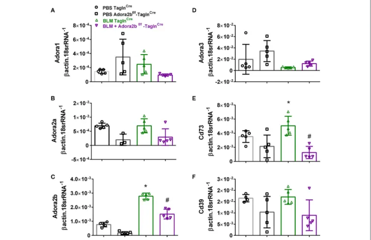FIGURE 4 | Expression levels of adenosine receptors and genes associated with adenosine synthesis in TaglnCre and Adora2b f/f− Tagln Cre mice exposed to bleomycin (BLM) or vehicle phosphate-buffered saline (PBS)