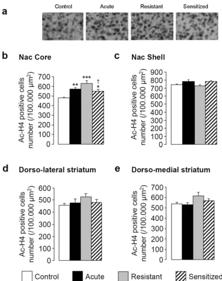 Figure 6. Expression of EIBS is associated with changes in H4K12 acetylation in the core of the Nac