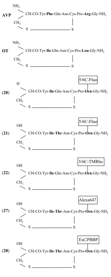 Figure 2: fluorescent agonist analogs of AVP/OT.