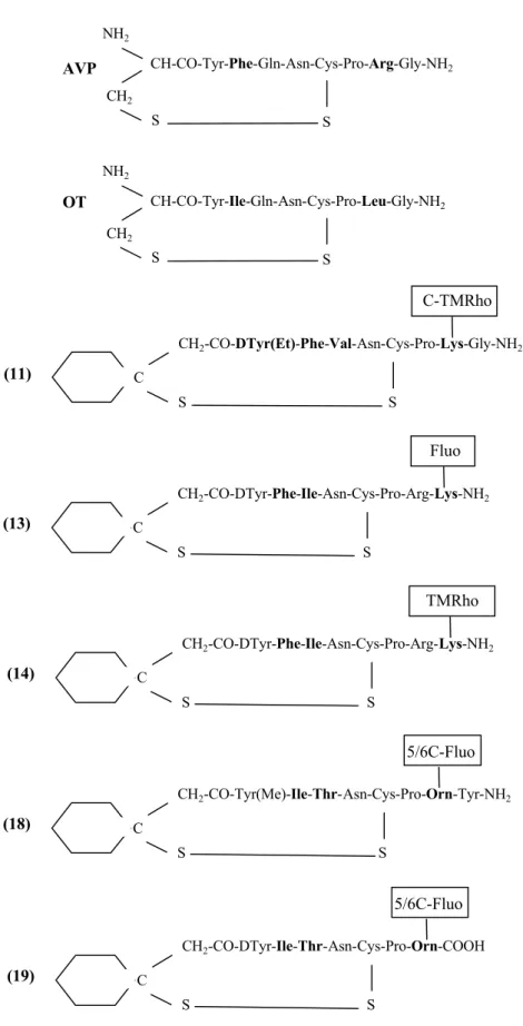 Figure 3: fluorescent cyclic antagonist analogs of AVP/OT.