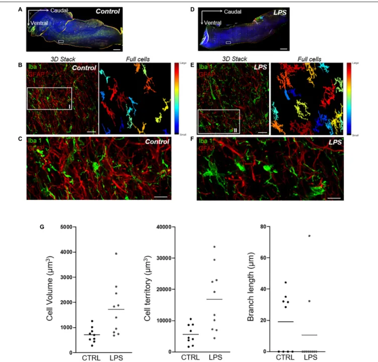 FIGURE 7 | Quantitative analysis of microglial-cell morphology in the rostral ventrolateral region of the medulla