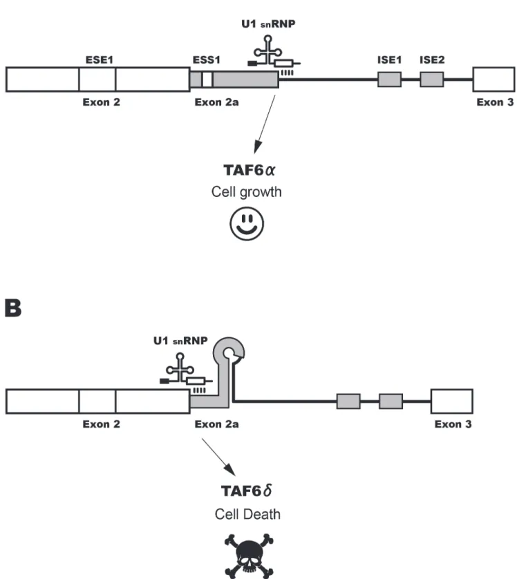 Figure 8. A hypothetical model for TAF6d alternative splicing. (A) The TAF6 minigene construct is schematically shown with putative exonic splicing enhancer (ESE), exonic splicing silencer (ESS) and intronic splicing enhancer (ISE) motifs indicated with bo