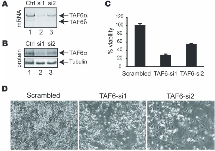 Figure 1. TAF6 is essential for human cell viability. (A) PCR analysis of TAF6 mRNA levels 72 hours post-transfection with siRNAs targeting all TAF6 mRNAs
