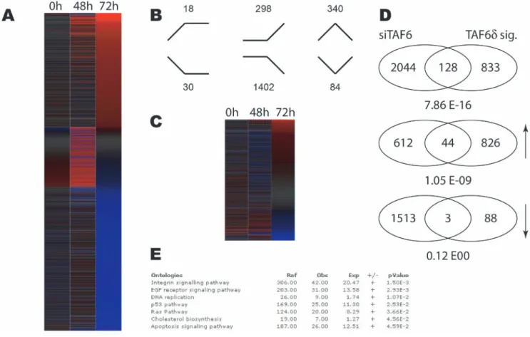 Figure 2. Distinct impact of TAF6d induction versus total TAF6 mRNA depletion on the transcriptome of HeLa cells