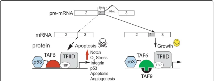 Figure 7 A model for the TAF6 δ pathway. A hypothetical model coupling changes in gene expression to cell death via the TAF6 δ pathway of apoptosis