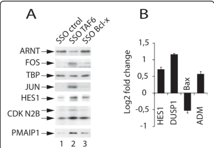 Figure 3 TAF6 δ controls protein expression and promoter- promoter-dependent transcription