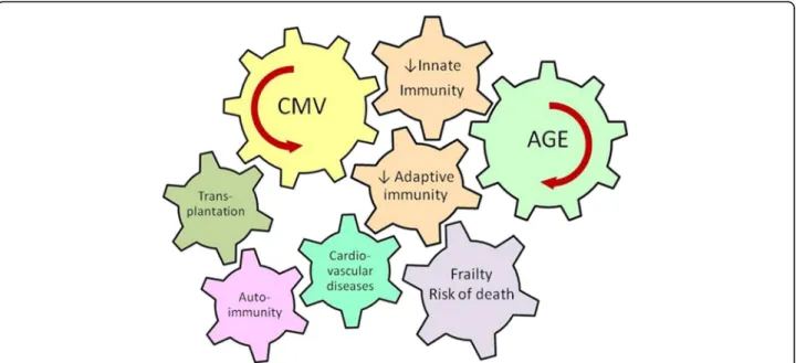 Figure 2 Age and CMV infection are major driving forces contributing to the deterioration of innate and adaptive immunity.