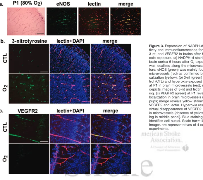 Figure 3. Expression of NADPH-d reac- reac-tivity and immunofluorescence for eNOS, 3-nt, and VEGFR2 in brains after  hyper-oxic exposure