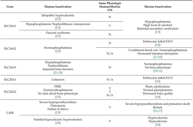 Table 1. Comparison of human and murine phenotypes following the inactivation of key phosphate transporters and phosphate sensors.