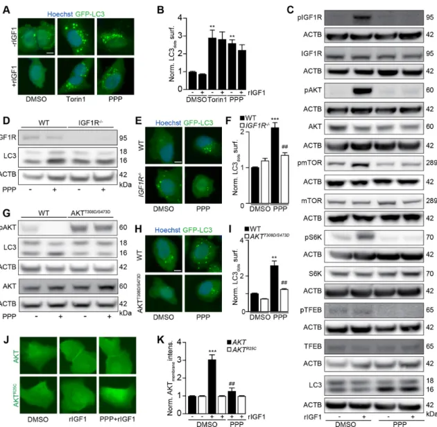 Figure 3  PPP induces autophagy via IGF1R/AKT signaling. (A, B) U2OS- GFP- LC3 cells were incubated in the absence of FBS  overnight and were further treated with PPP (10 μM) or torin1 (300 nm) in the presence or absence of IGF1 (10 nm) for 6 hours