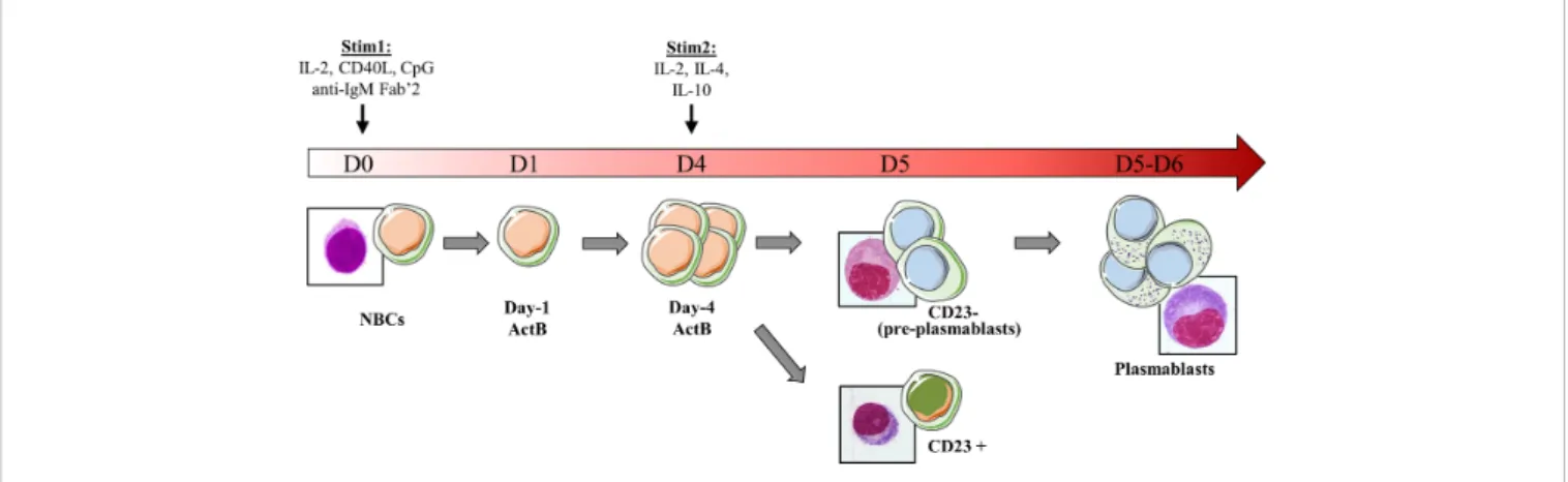FIGURE 1 | Schematic representation of the in vitro model of B cells differentiation used in our laboratory