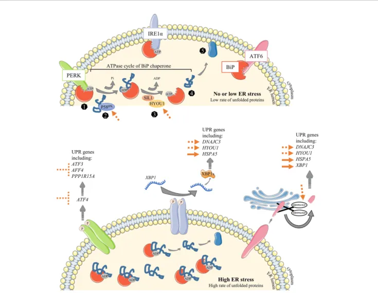 FIGURE 5 | Overview of known or suggested strategies to improve Ig production in CHO cells